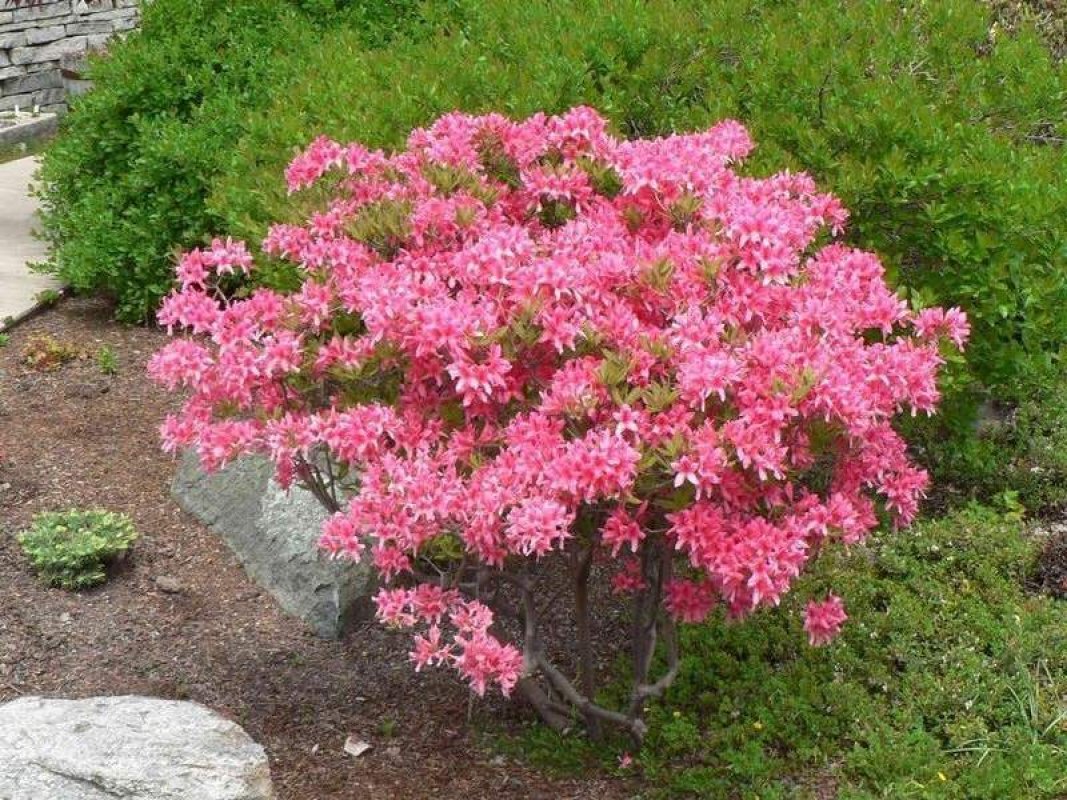 pestovanie rododendron