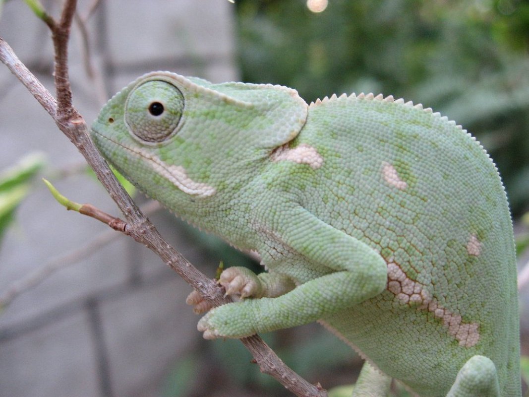 chameleón Chamaeleo dilepis