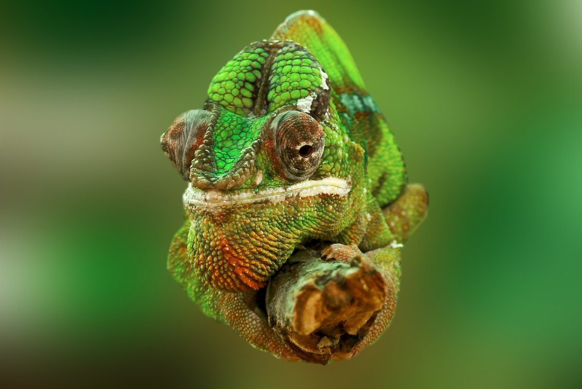 chameleón druhy