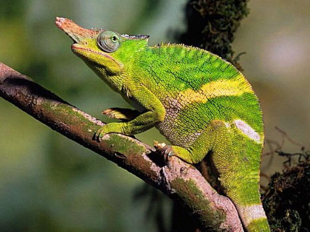 starostlivosť chameleón fisherov Kinyongia fischeri