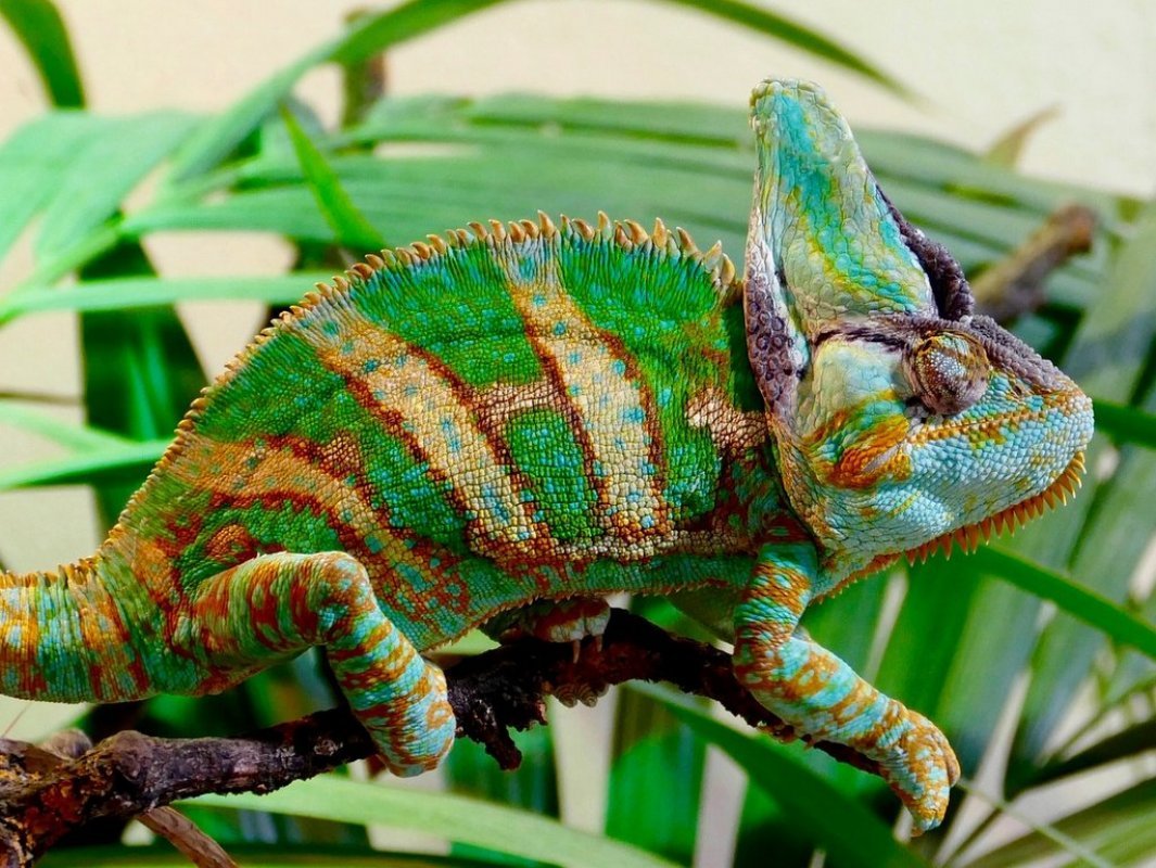 chov chameleón jemenský