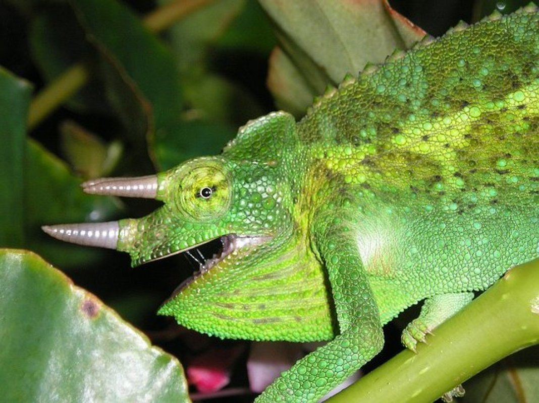 chameleón strava Trioceros quadricornis