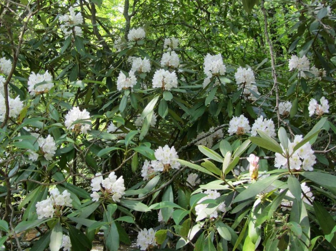 Rododendron pestovanie