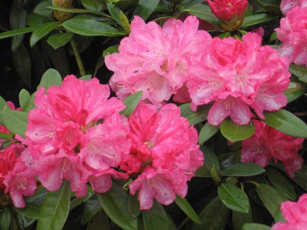 rododendron jakutsky