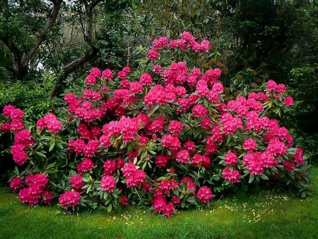 prečo nekvitne rododendron