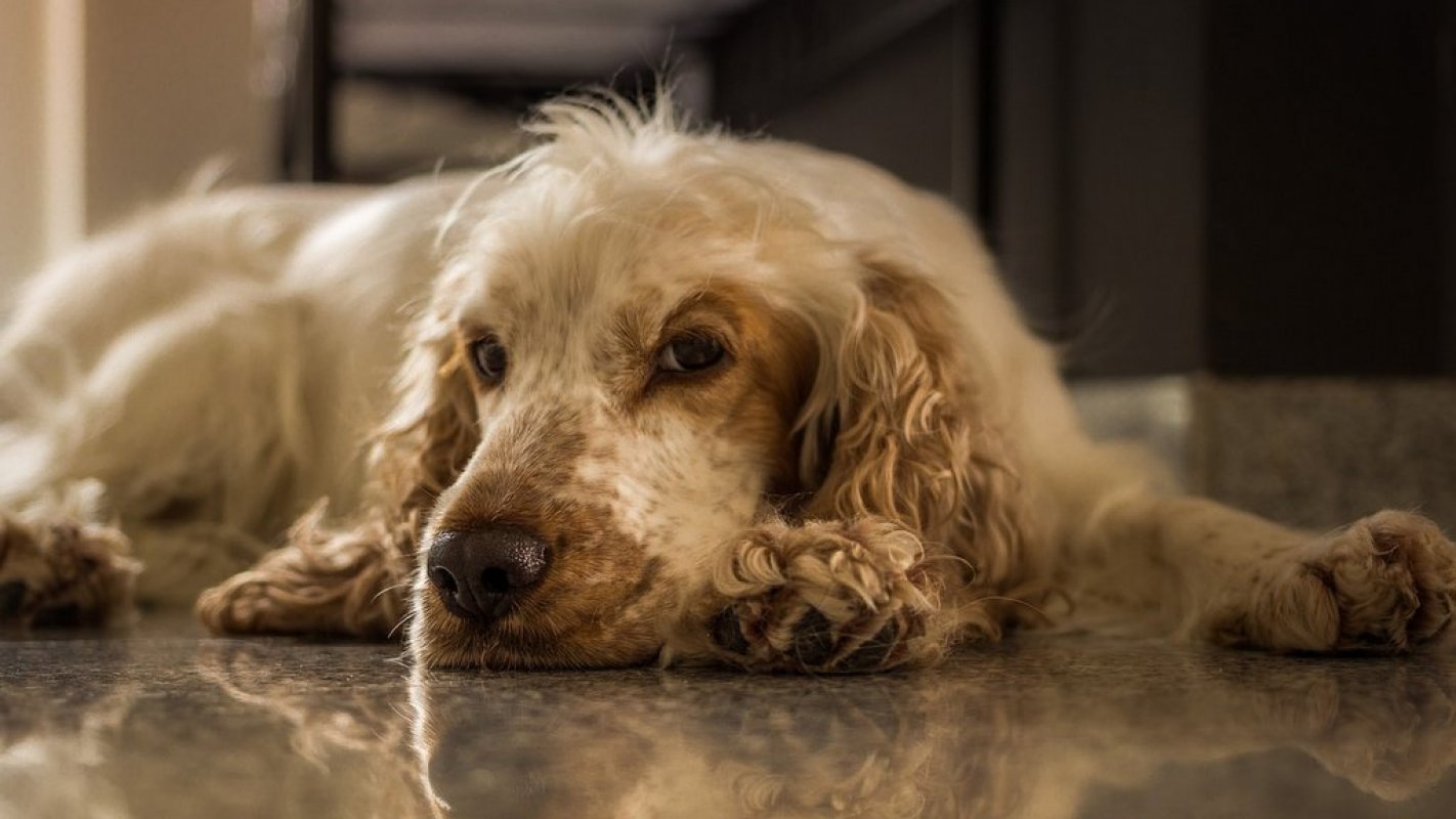 anglický cocker spaniel