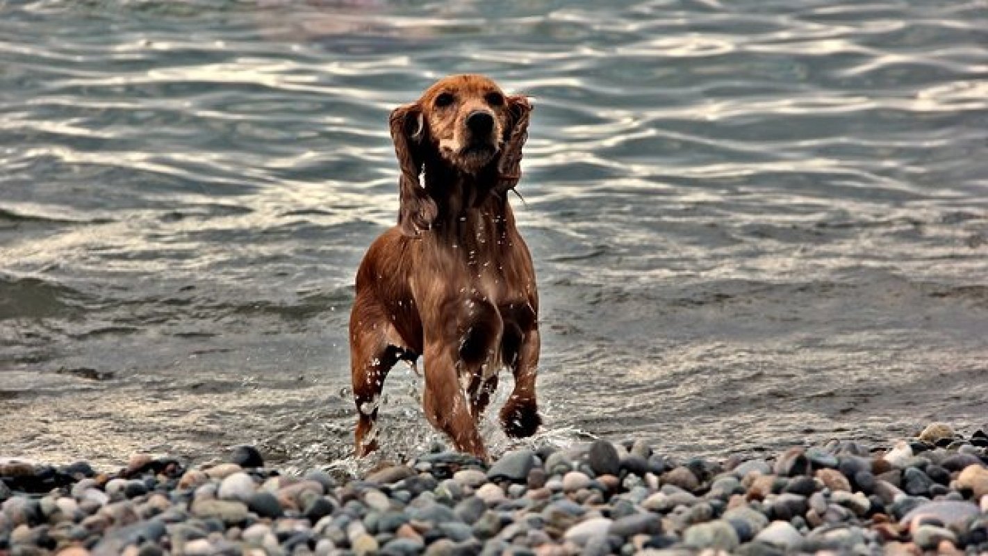 anglicky kokerspaniel zlaty 