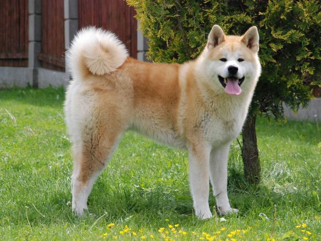 strážny pes akita inu