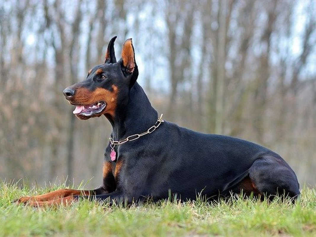 strážny pes doberman