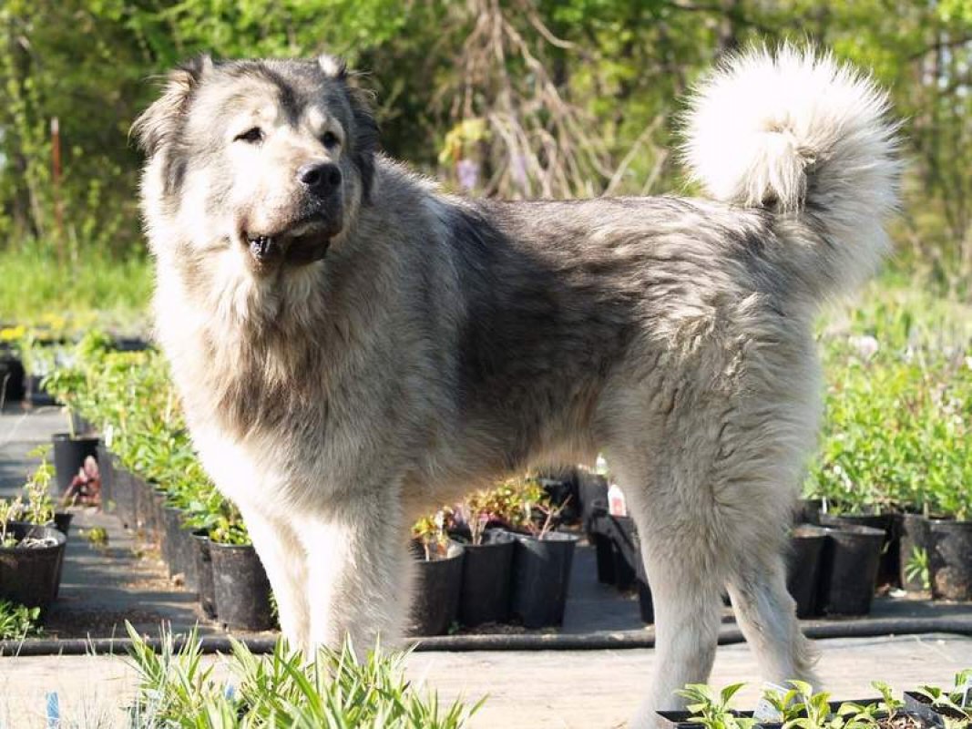 strážny pes kaukazský ovčiak