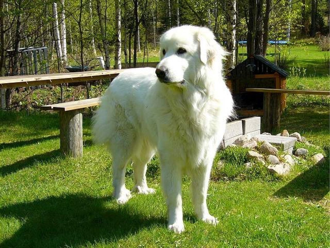strážny pes pyrenejský horský pes