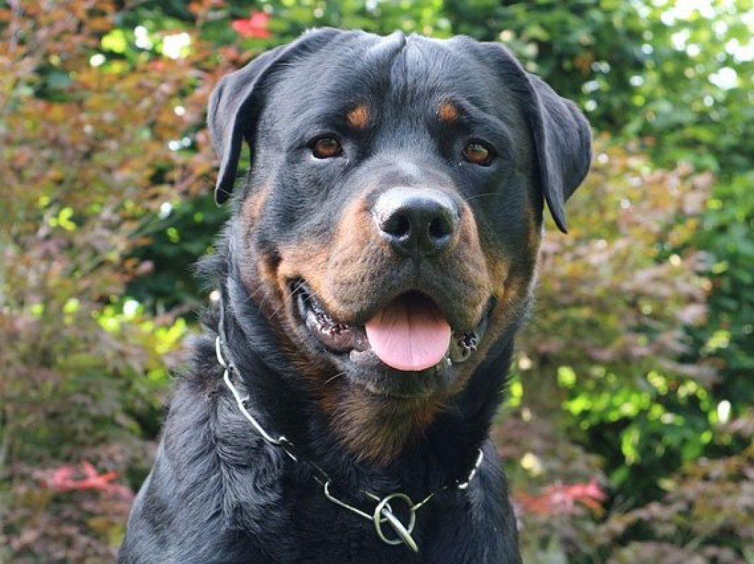 strážny pes rottweiler