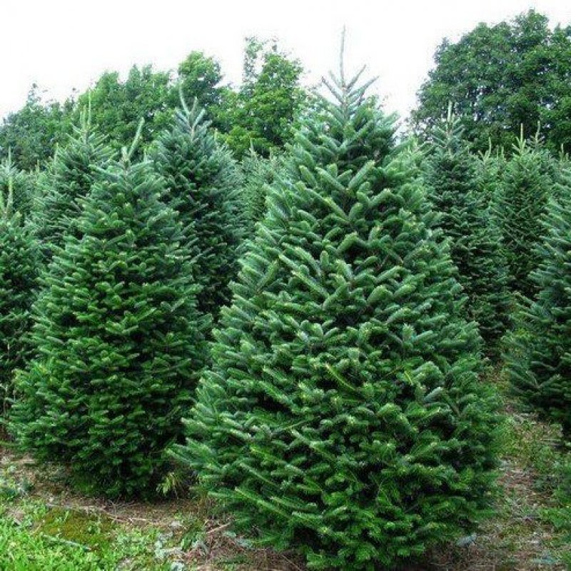 rezané vianočné stromčeky - jedličky