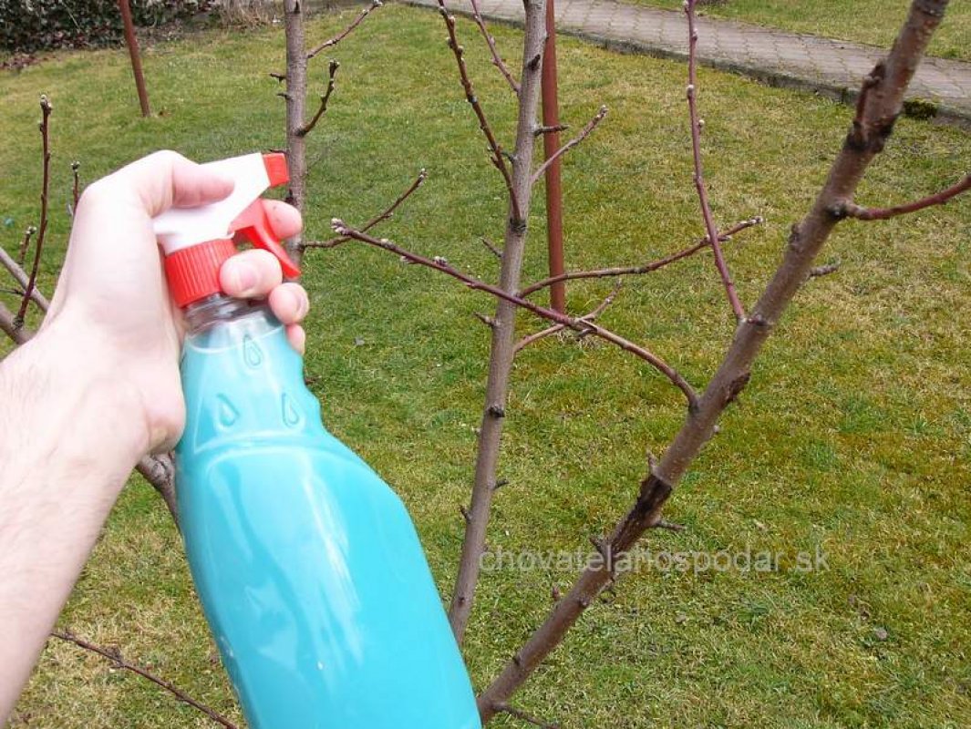 jarný postrek na kučeravosť broskýň 
