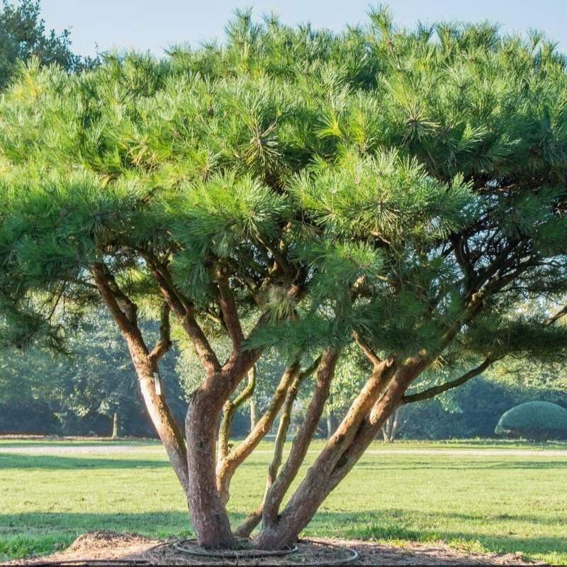 ihličnaté stromy - pinus densiflora umbraculifera
