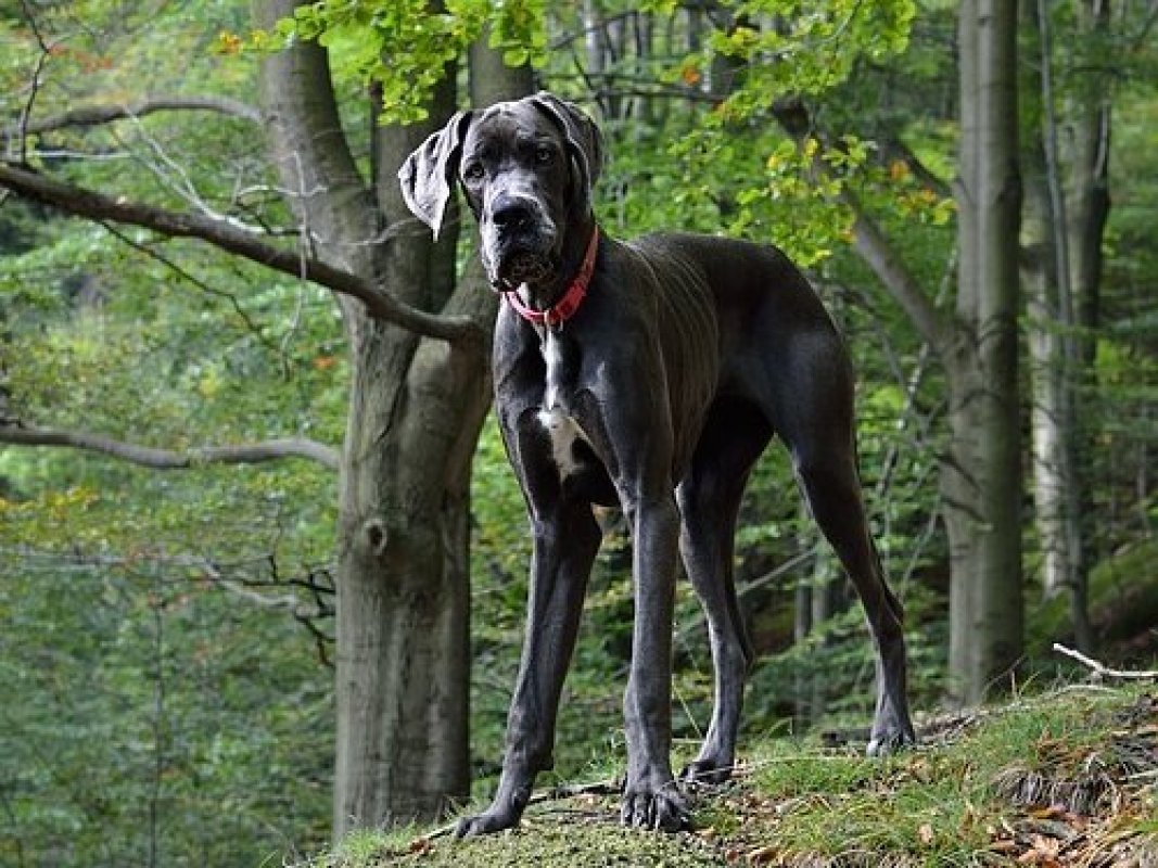 nemecká doga - velke rasy psov 