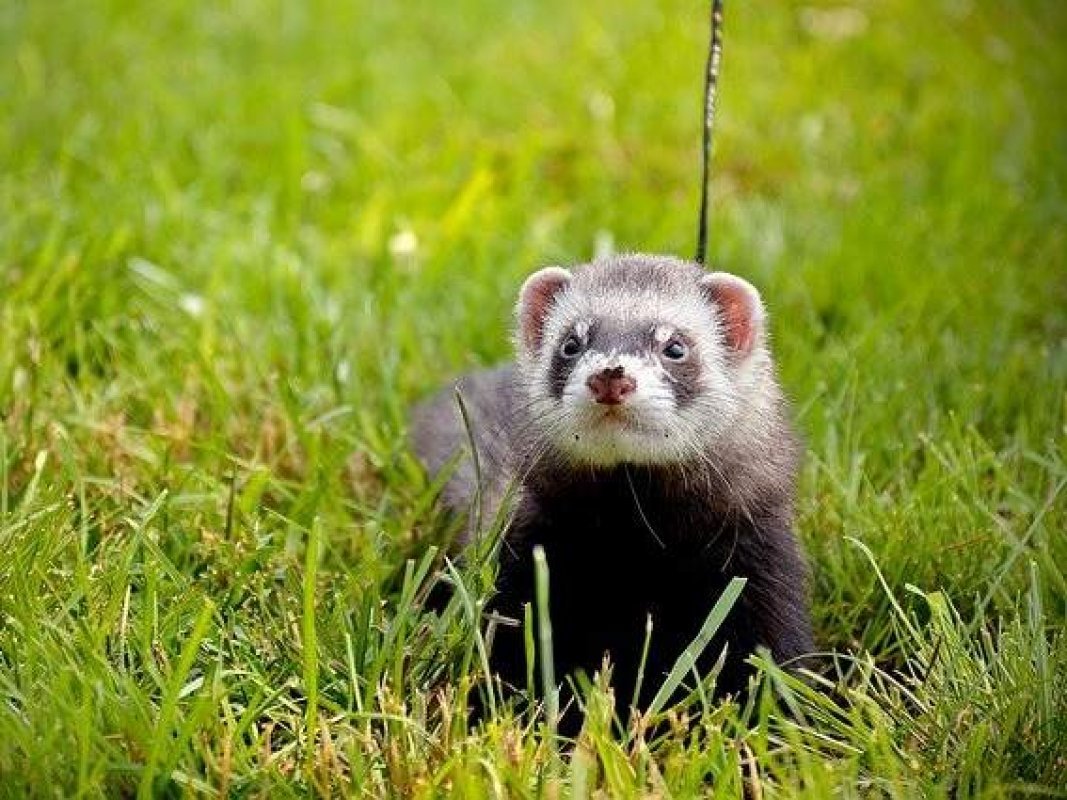 nezvyčajné domáce zvieratá