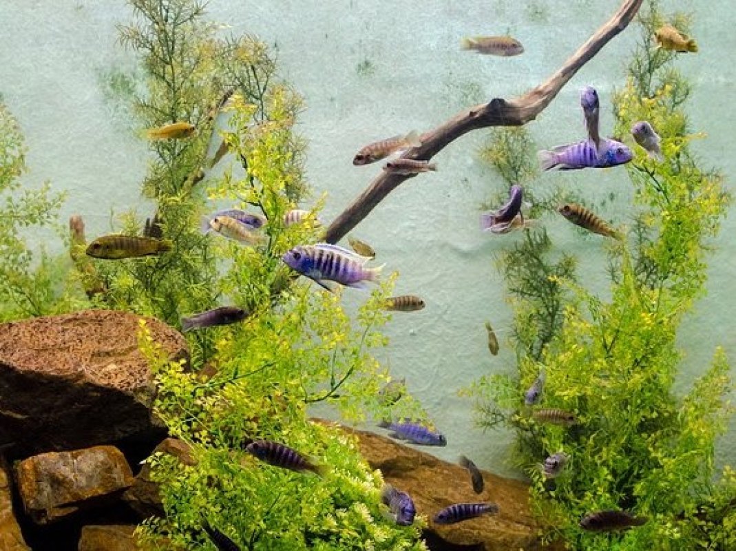 akvarijné rybky - domáce zvieratá
