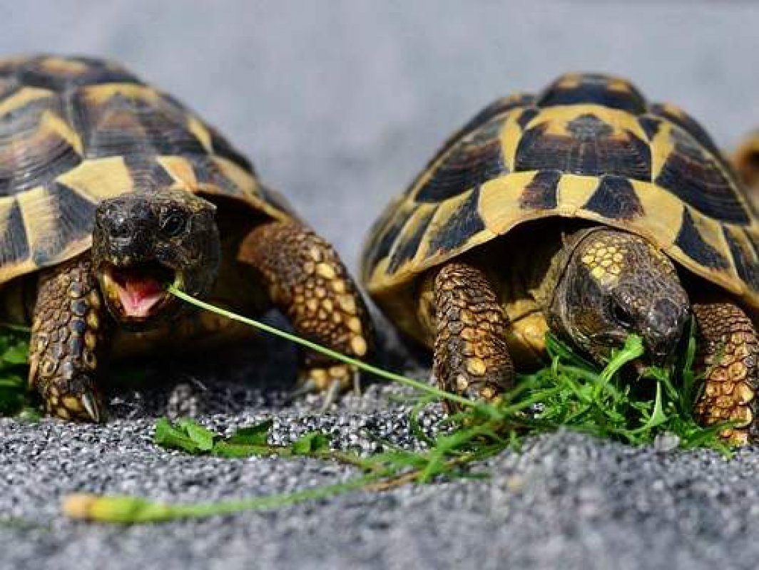 netradičné domáce zvieratá