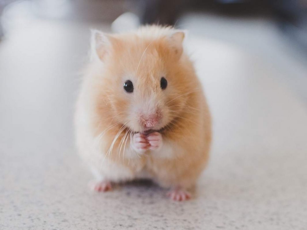 domáce zvieratá pre deti