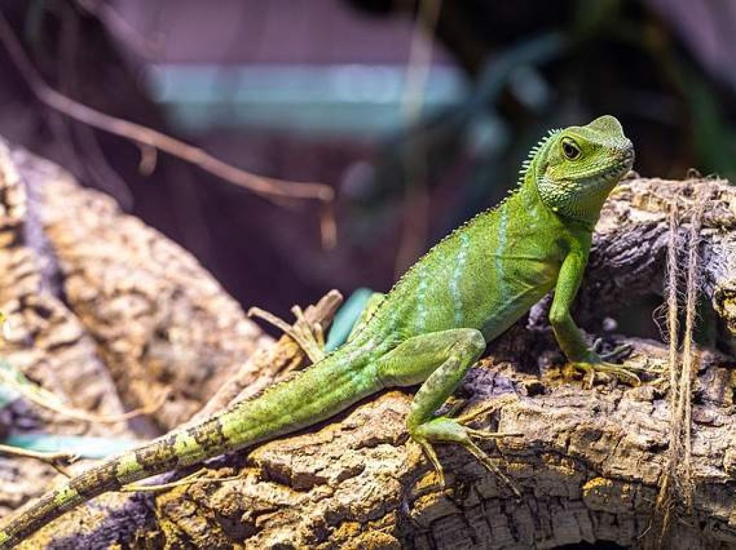 exotické domáce zviera - leguán