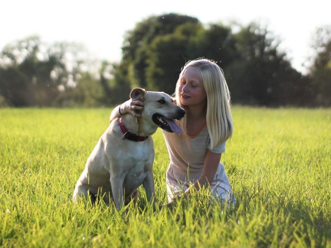 pes - domáce zviera