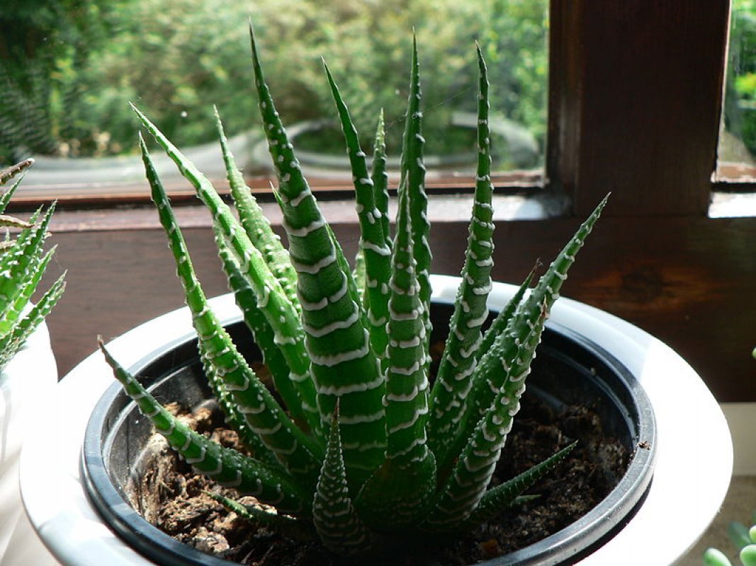 haworthia attenuata