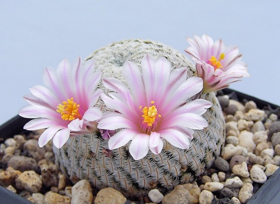 Mammillaria pectinifera