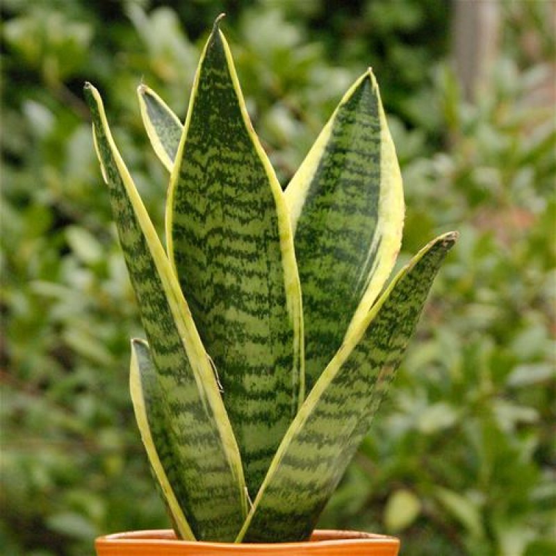 Sansevieria