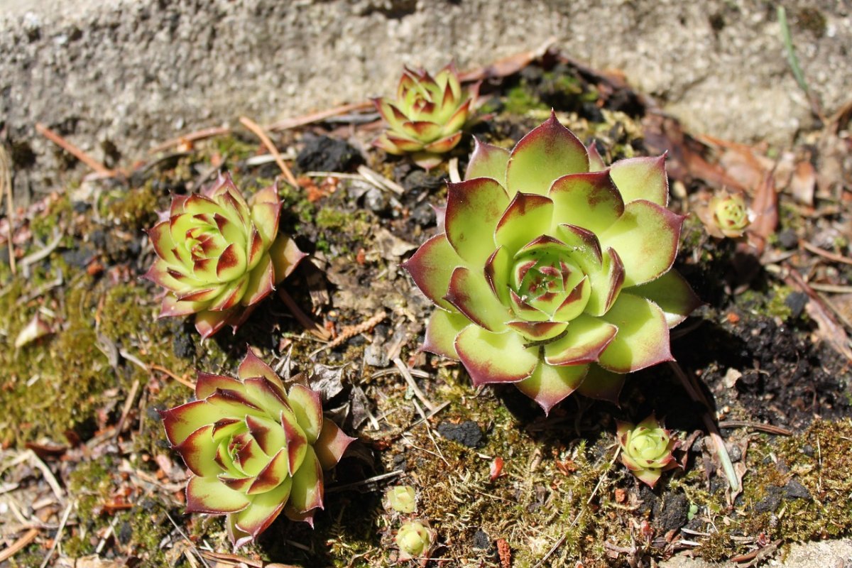 Sedum serpevivum