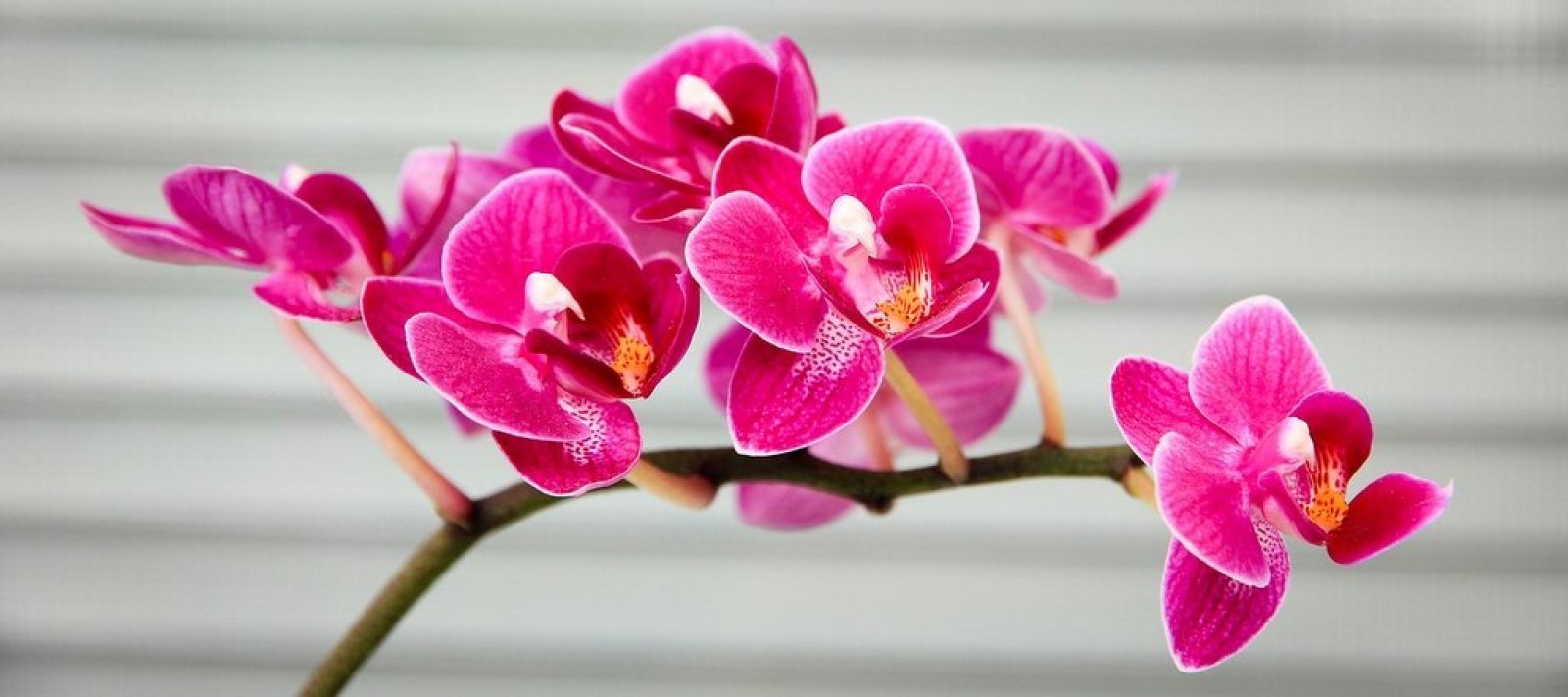 pestovanie orchideí