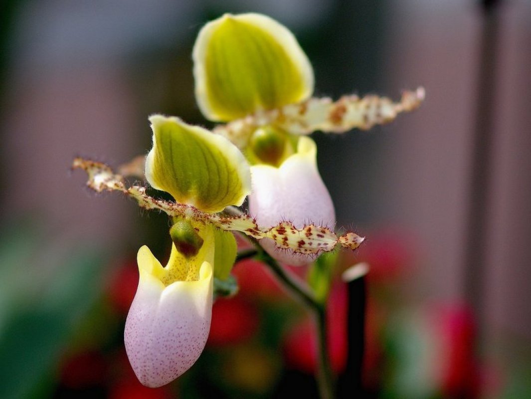 orchidea druhy