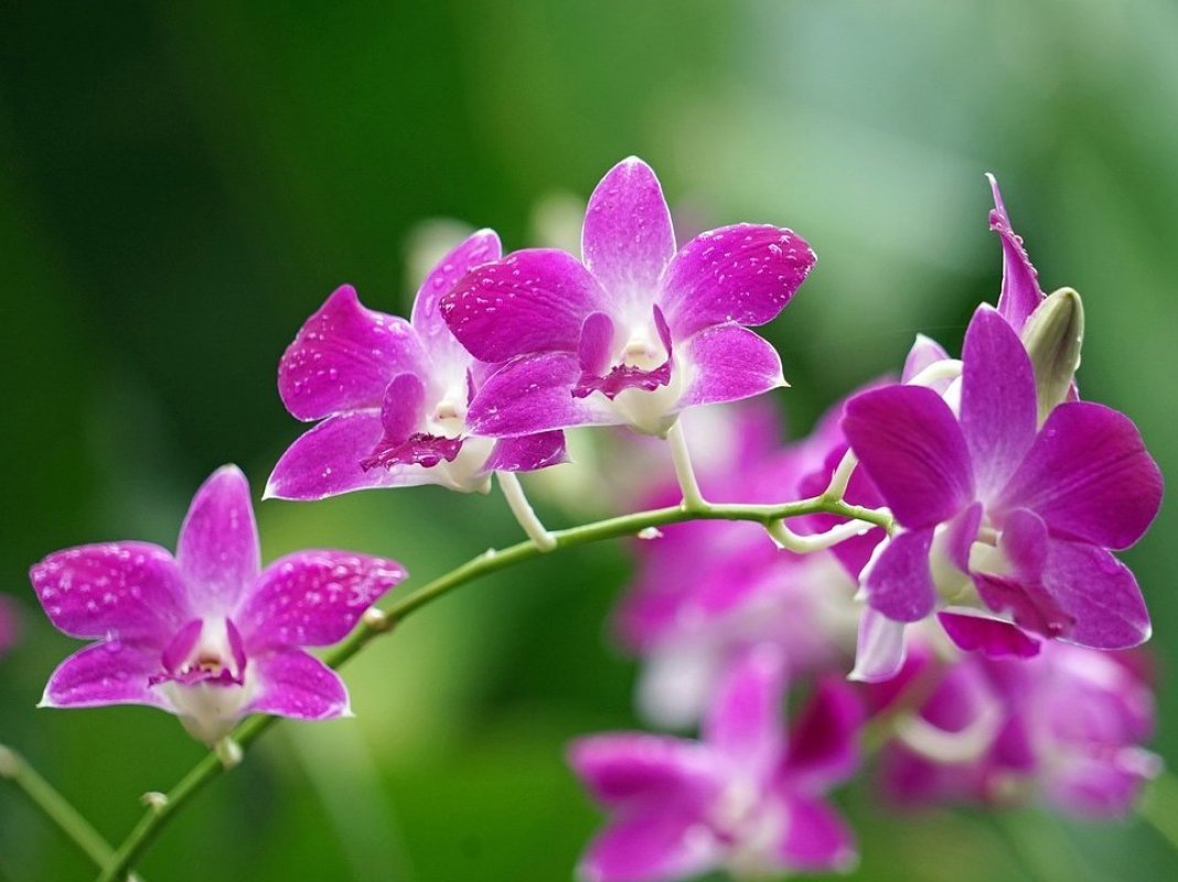 orchidea pestovanie
