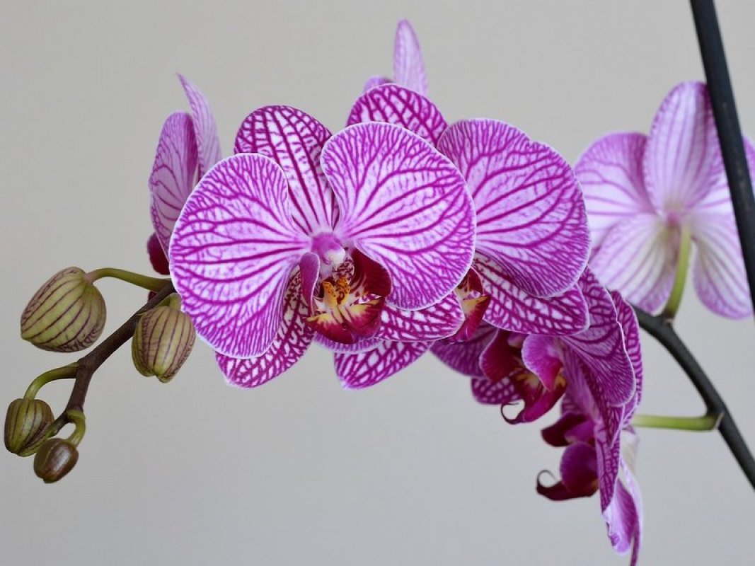 orchidea lišajovec