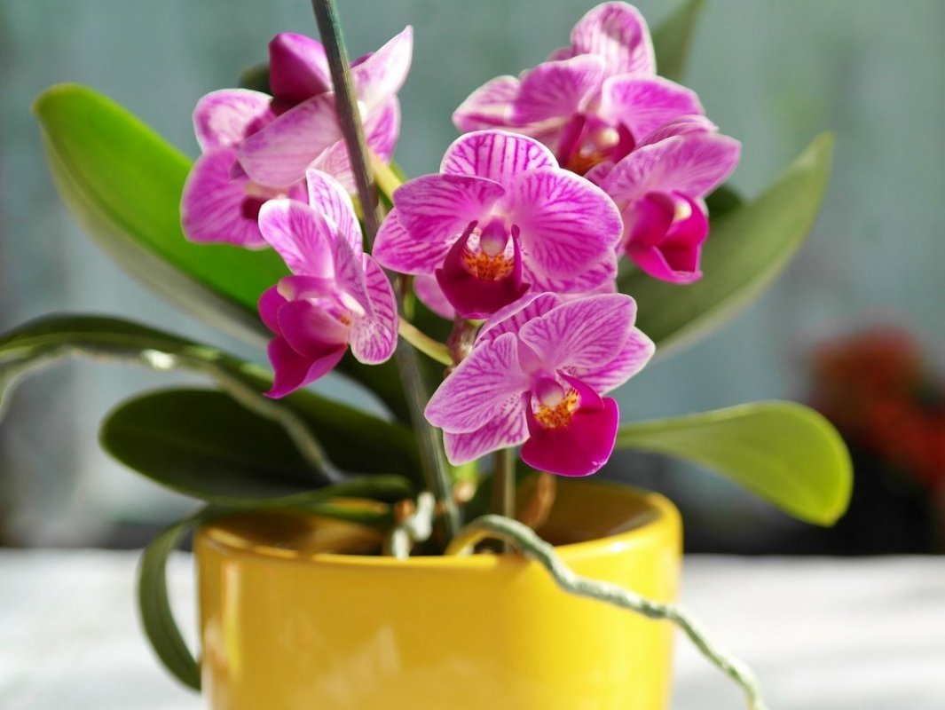 ako sa starať o orchideu