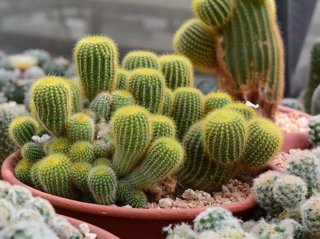 kaktusy-a-ich-pestovanie-chovatelahospodar-sk