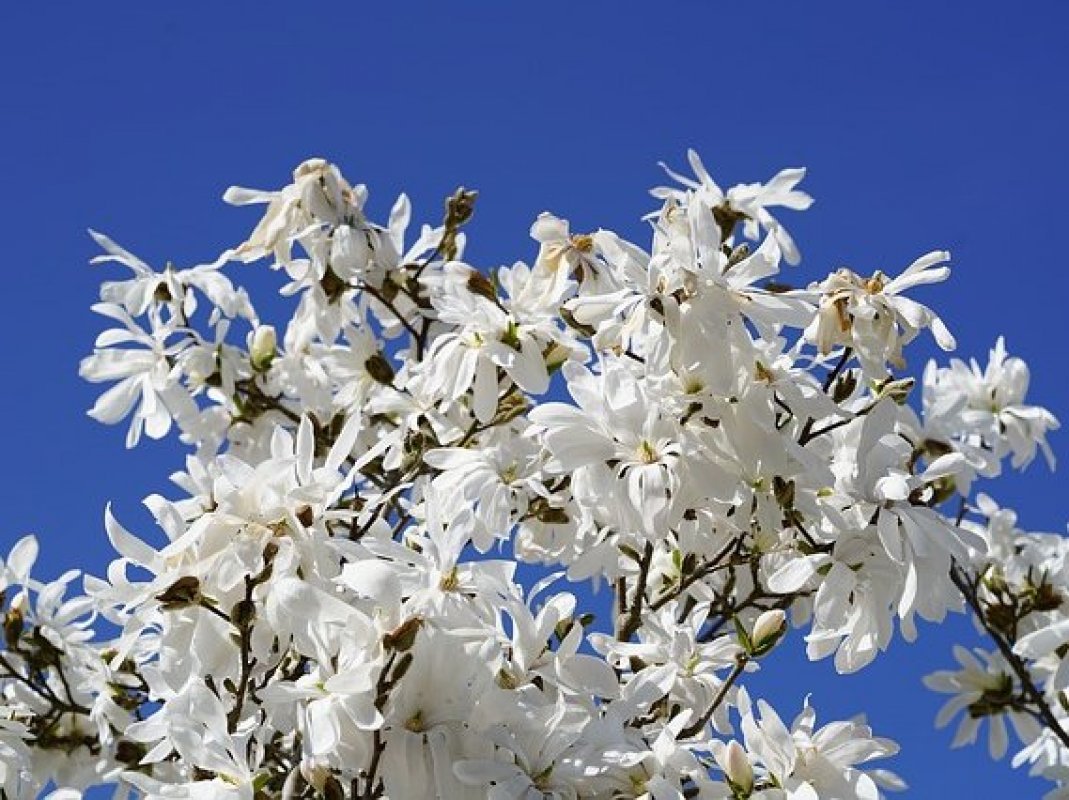 magnolia stellata