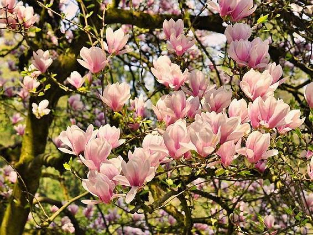 starostlivost o magnoliu