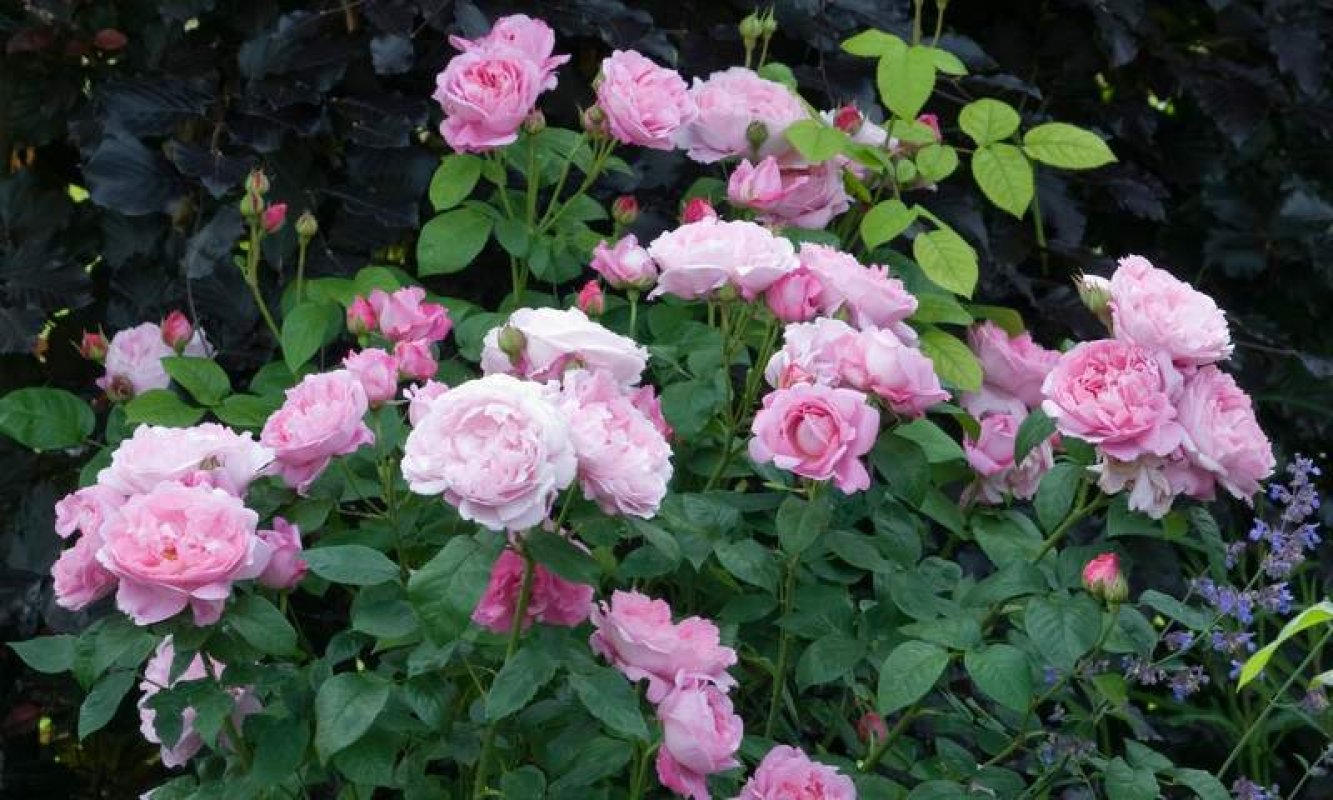 ružové kríkové ruže