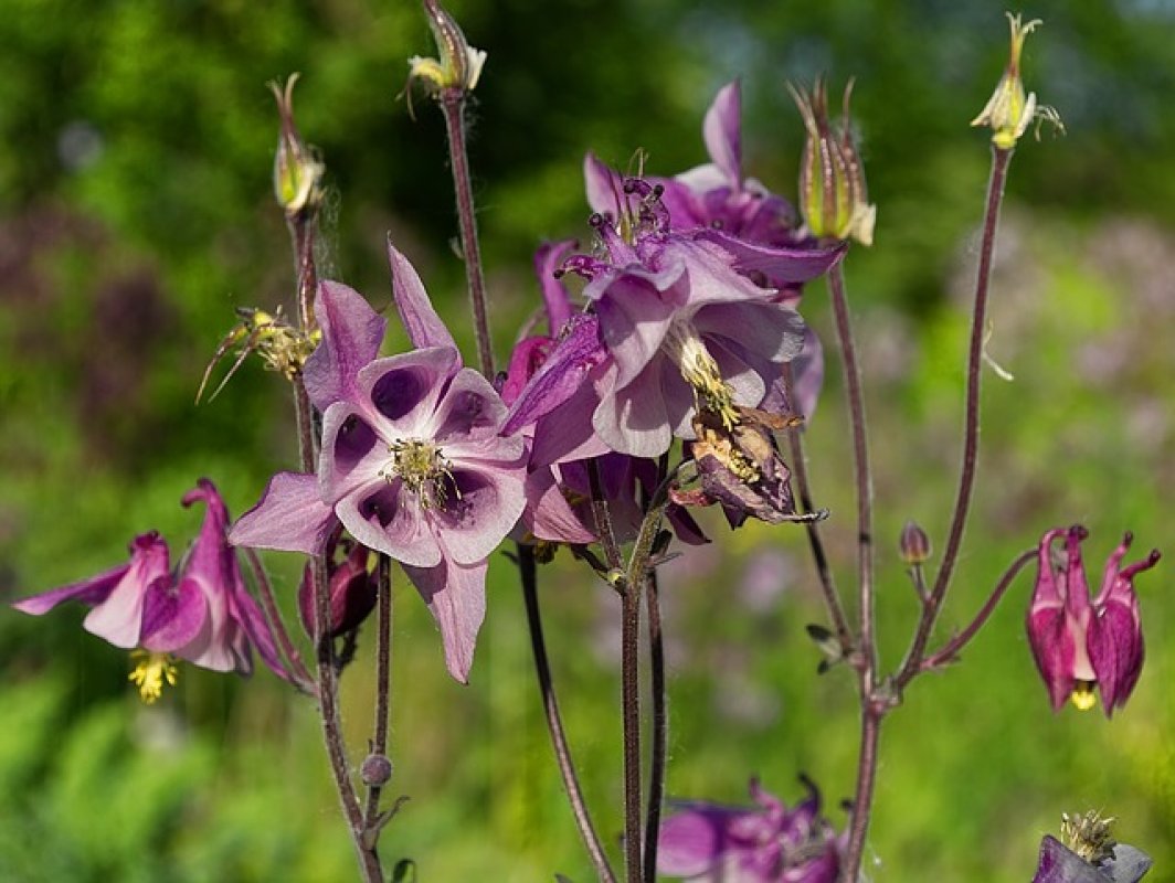 clematis rastlina