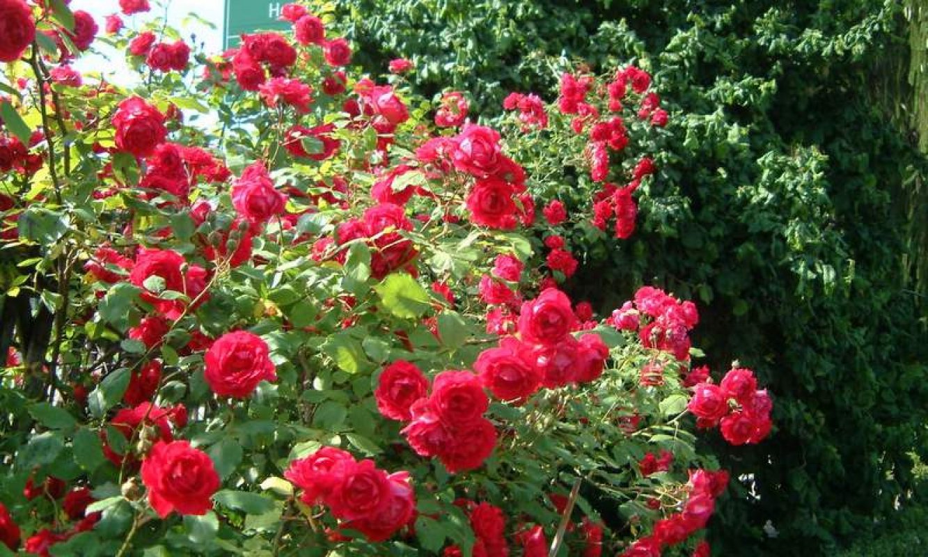 ťahavá ruža červená