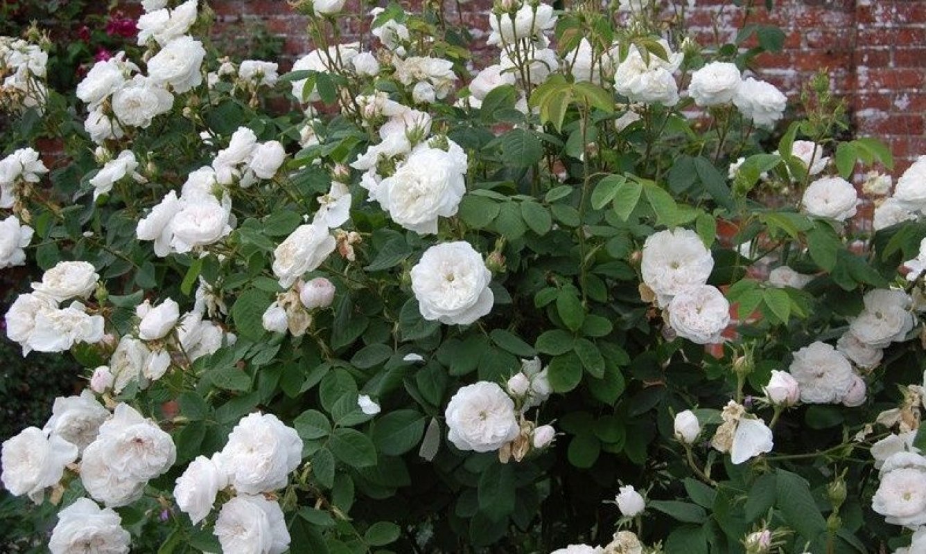 biele damask ruže