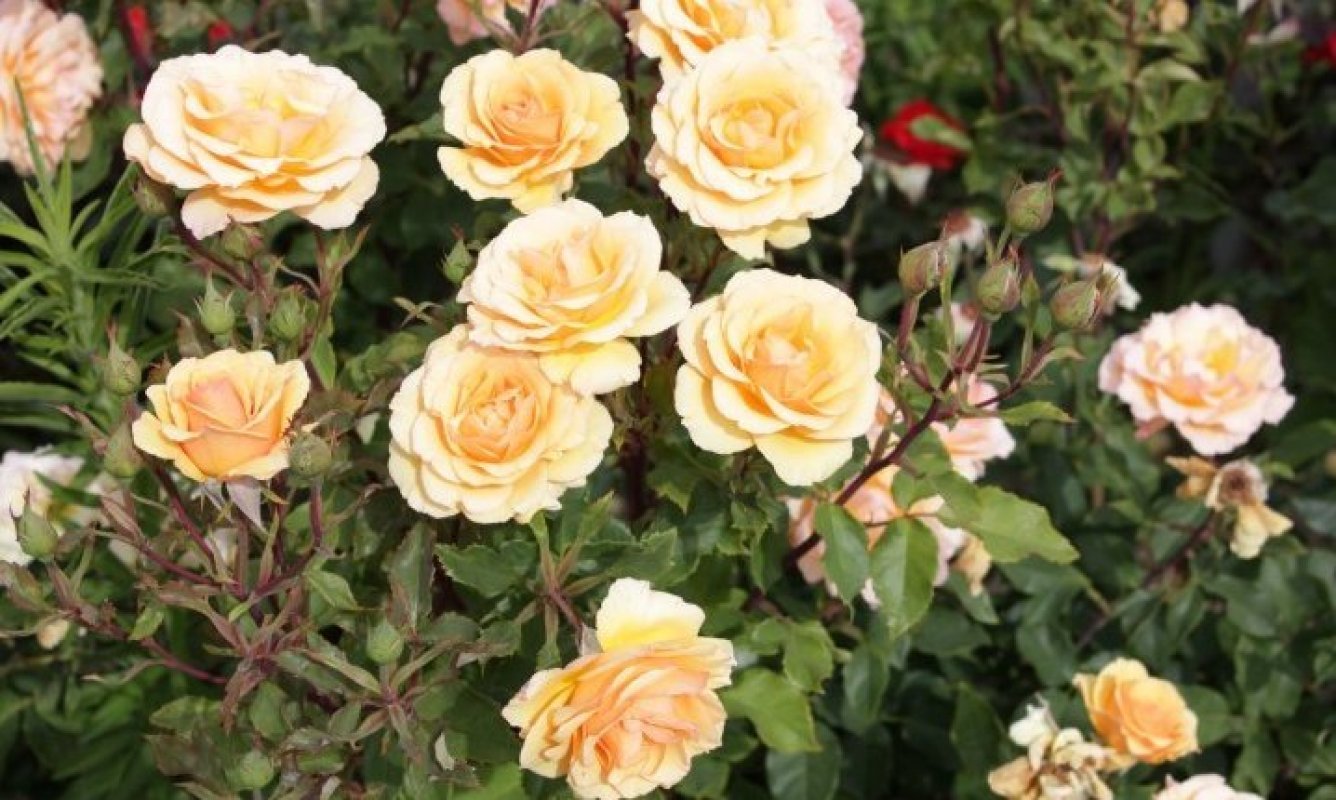 žlté ruže floribunda