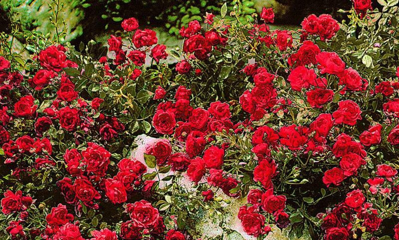ťahavé ruže polyantha