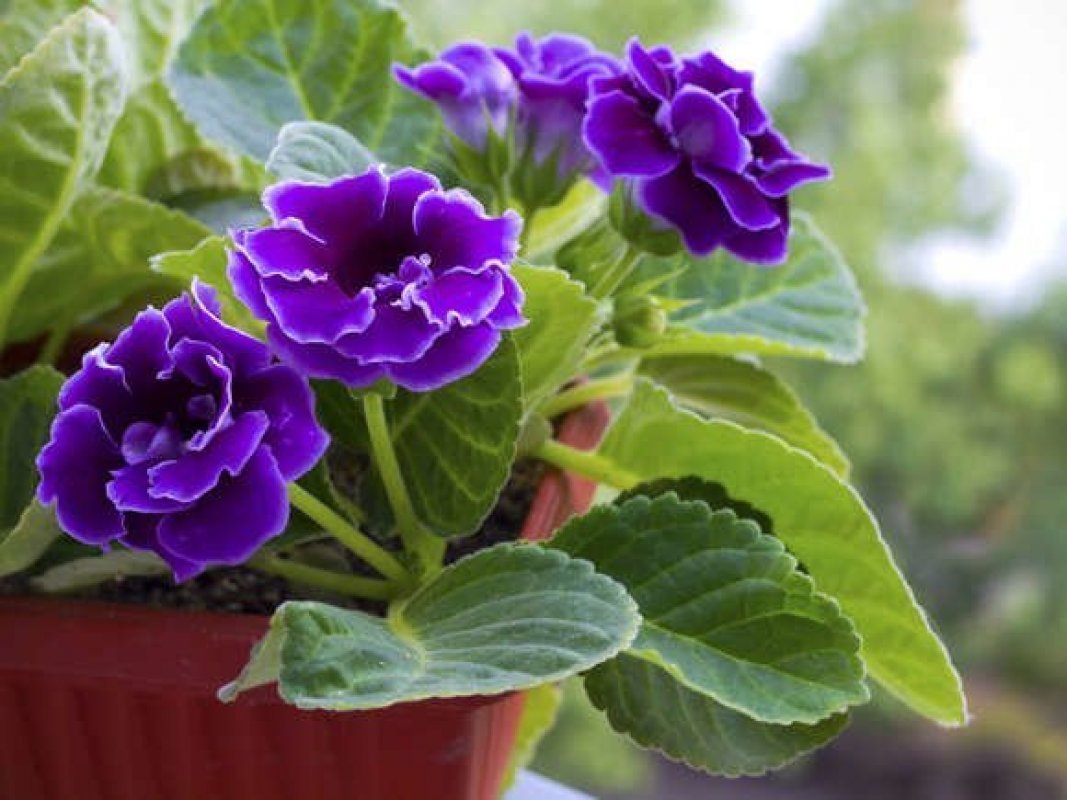 gloxínia - fialová izbová rastlina