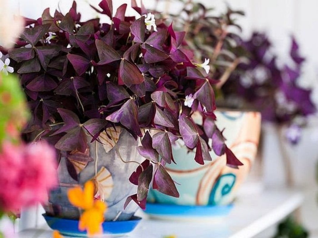 kyslička - izbový kvet s fialovými listami