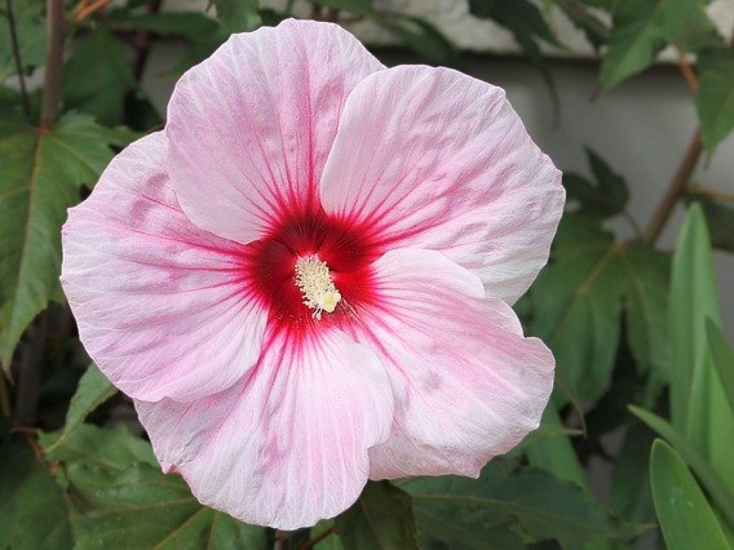 Ibištek sýrsky ružový kvet