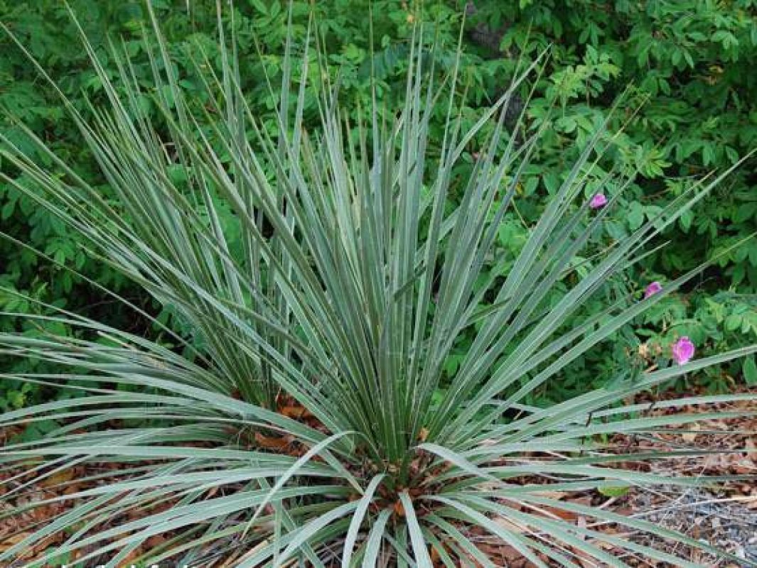 yucca glauca