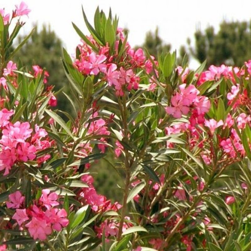 ružový oleander