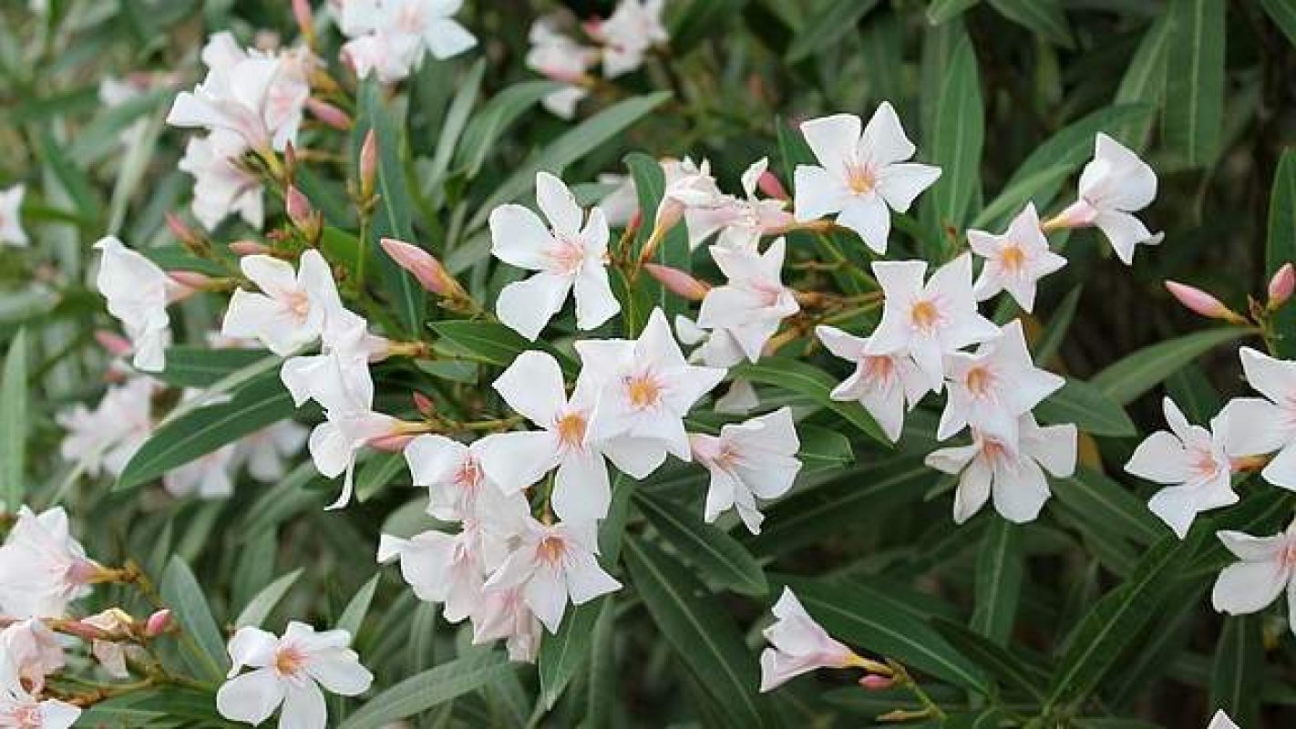 pestovanie oleandrov v kvetináči